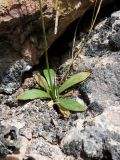 Arabis kokanica