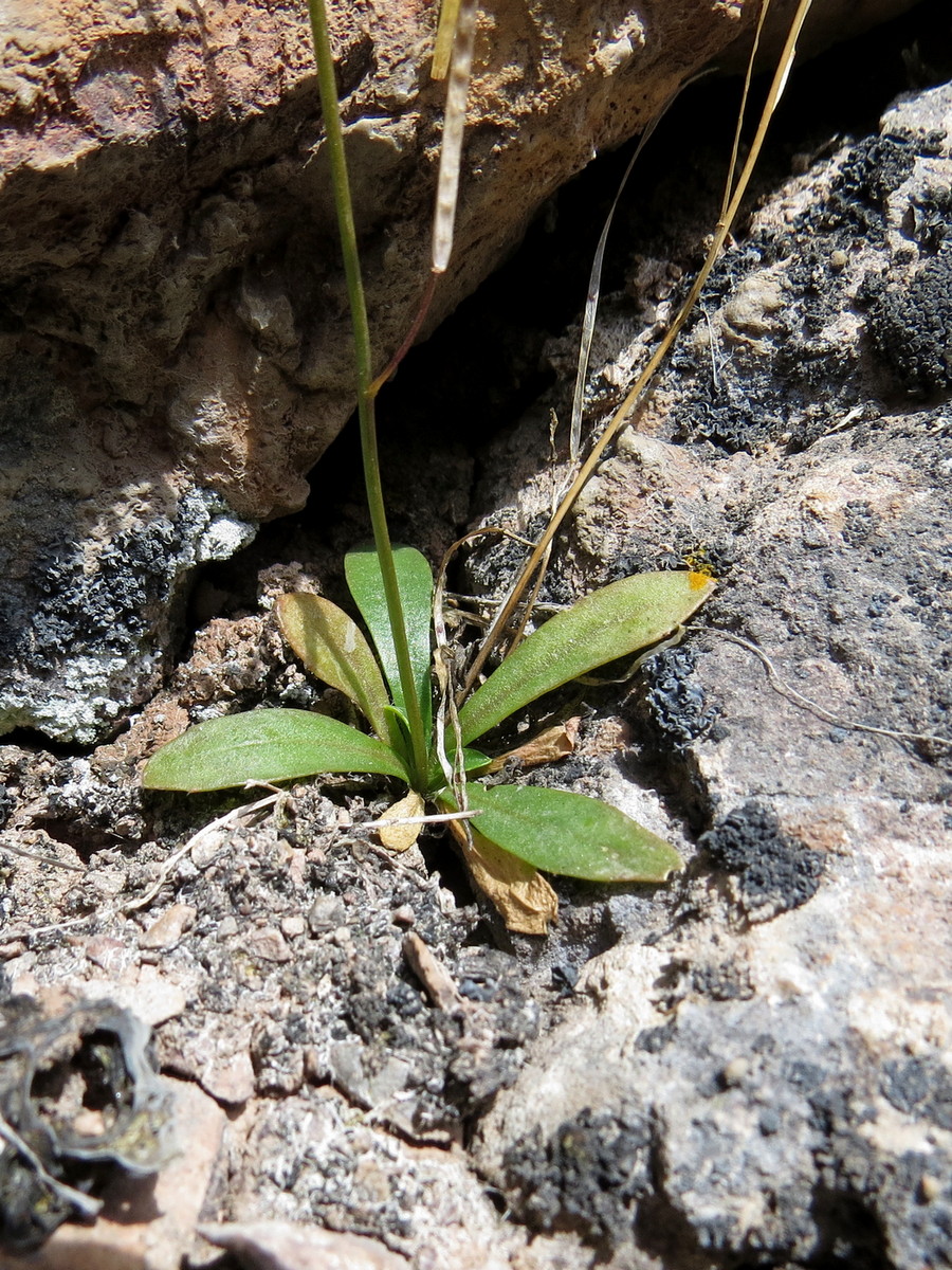 Изображение особи Arabis kokanica.