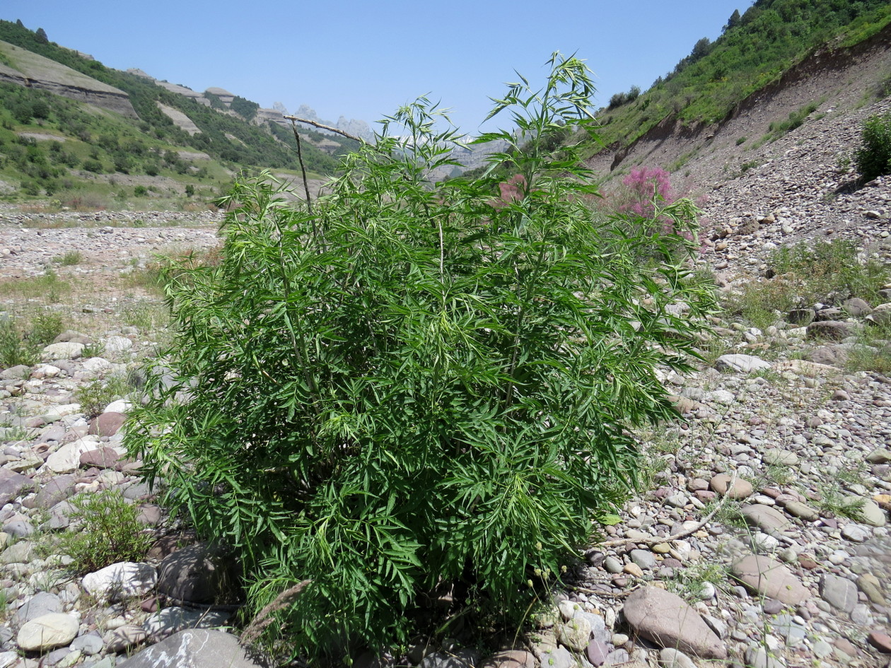 Image of Datisca cannabina specimen.