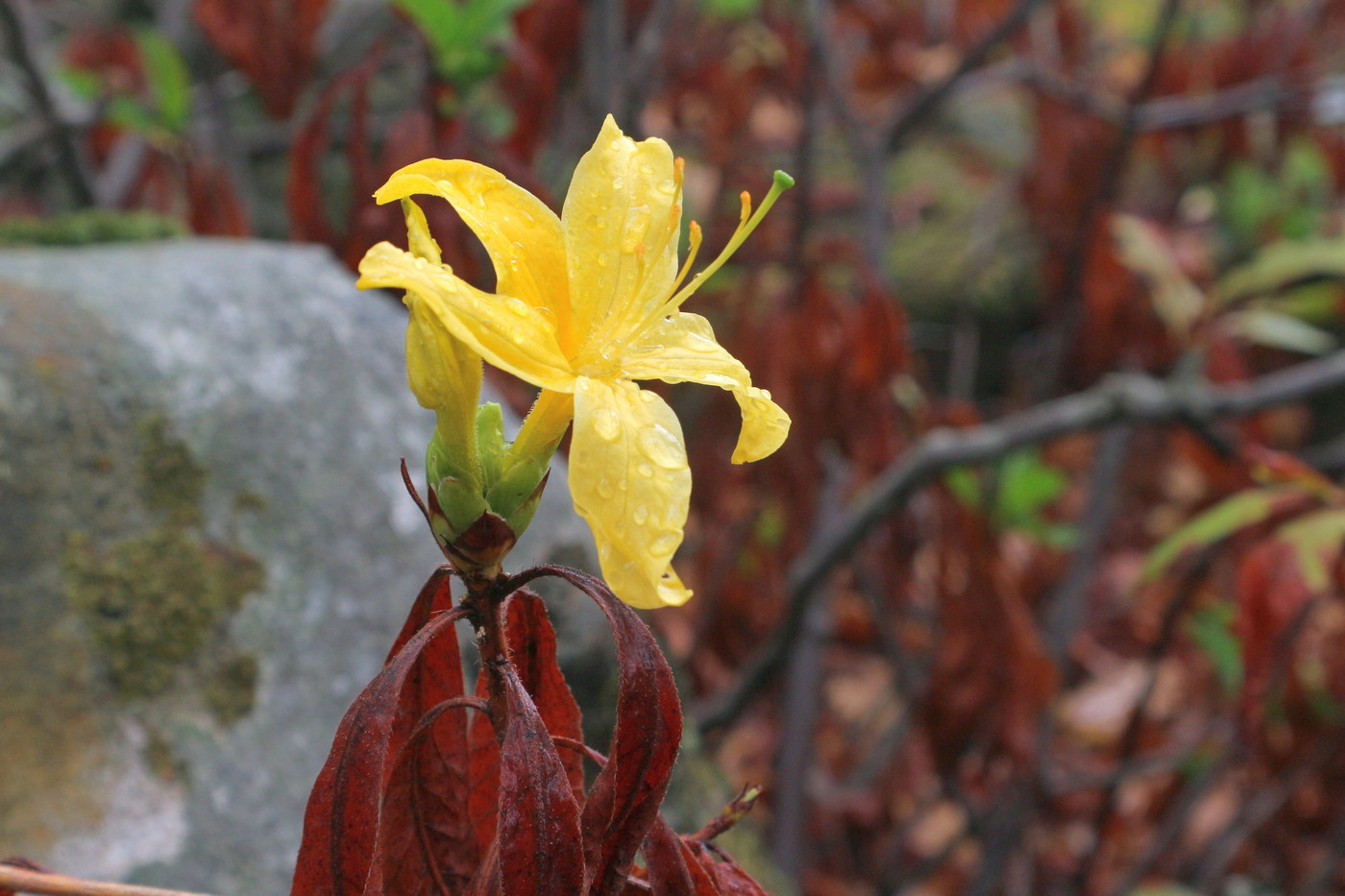 Изображение особи Rhododendron luteum.