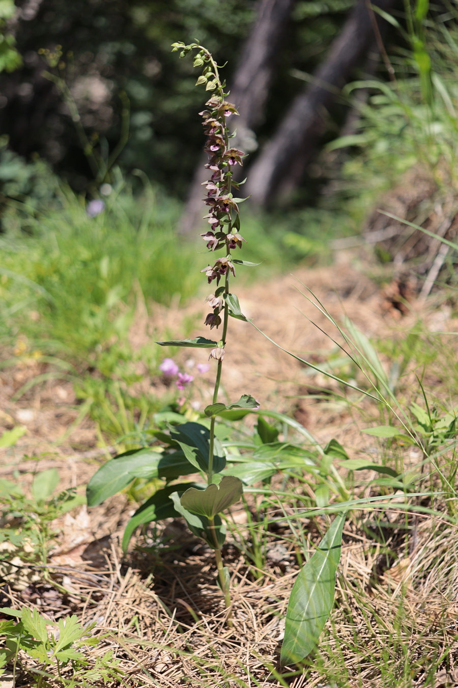 Image of Epipactis helleborine specimen.