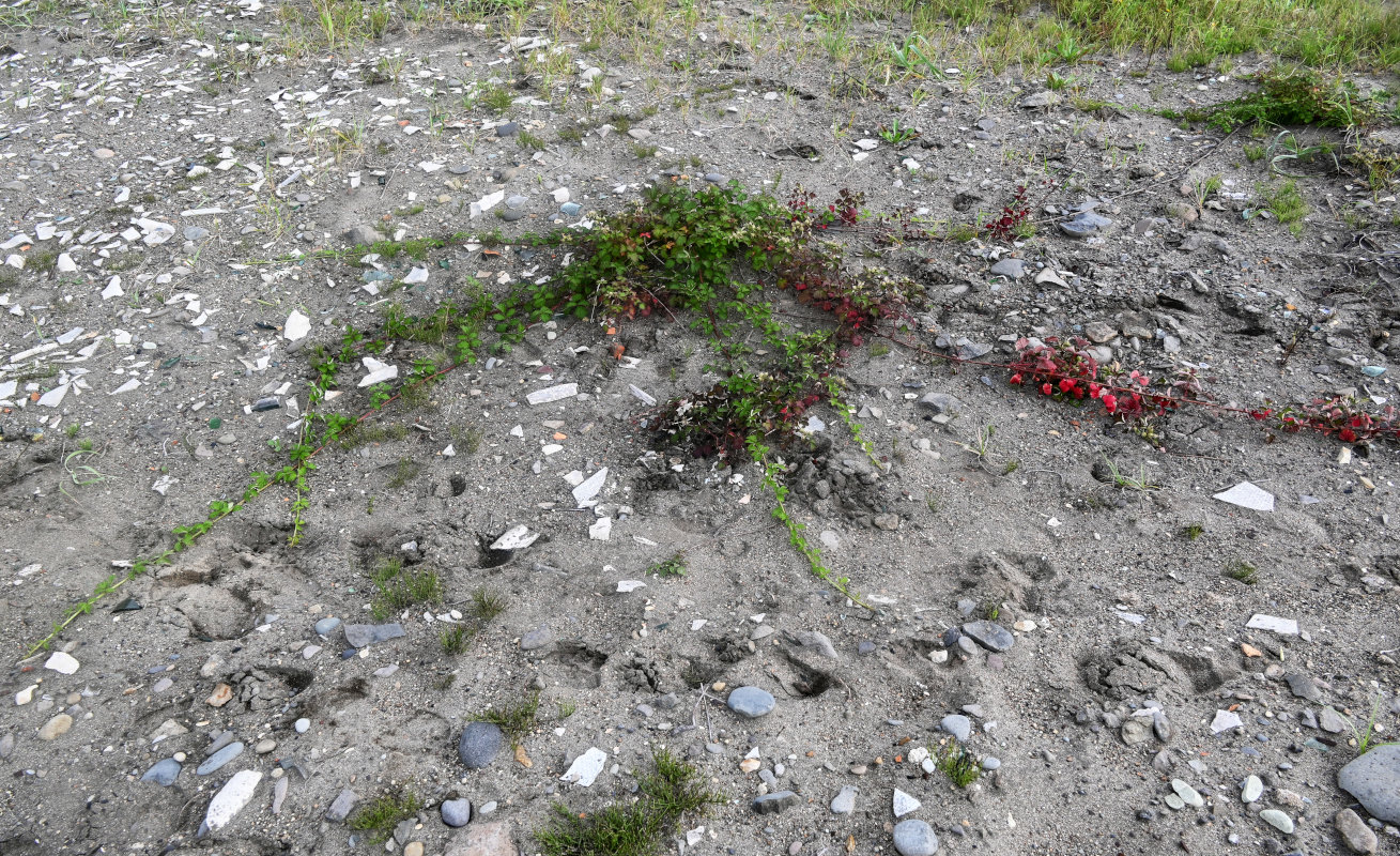 Image of Rubus parvifolius specimen.