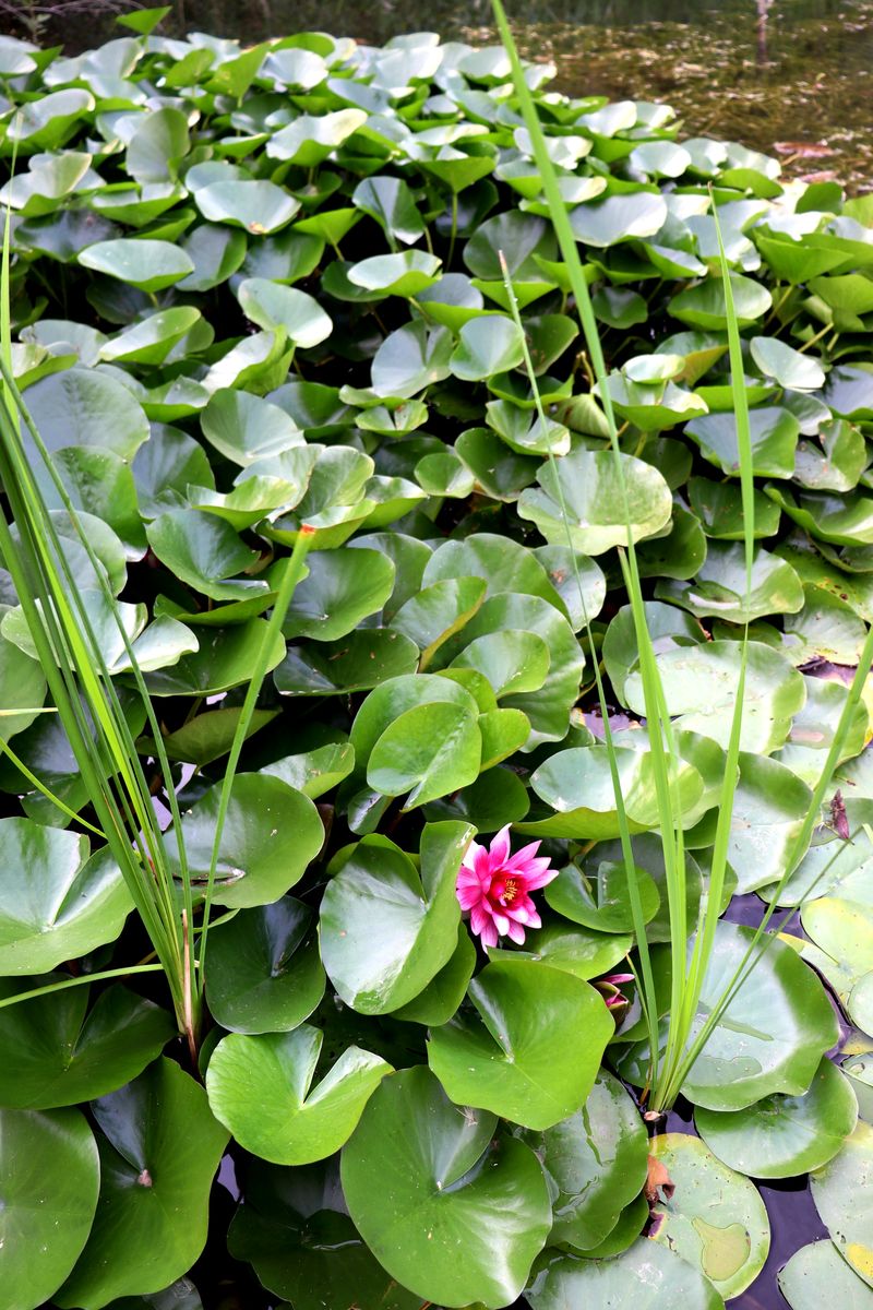 Image of Nymphaea × marliacea specimen.