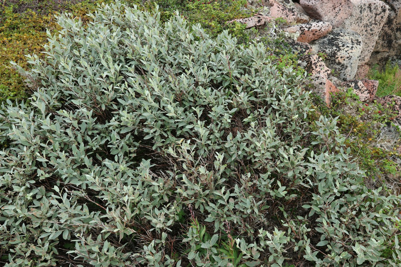 Изображение особи Salix lapponum.