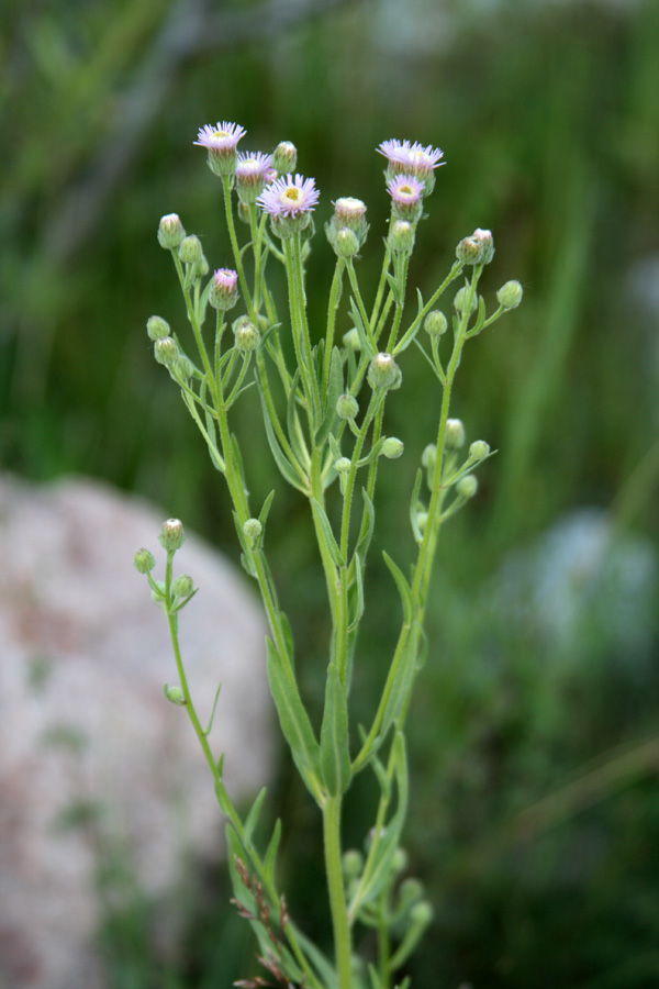 Изображение особи Erigeron acris.