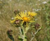 Inula helenium. Соцветия на разной стадии развития. Республика Адыгея, окраина пос. Каменномостский, ур. Холодное, луг. 31 июля 2022 г.