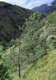 Pinus sylvestris subspecies hamata. Взрослое дерево. Ингушетия, Джейрахский р-н, ур. Вовнушки, ≈ 1200 м н.у.м., крутой луговой склон с сосновым редколесьем. 24.07.2022.