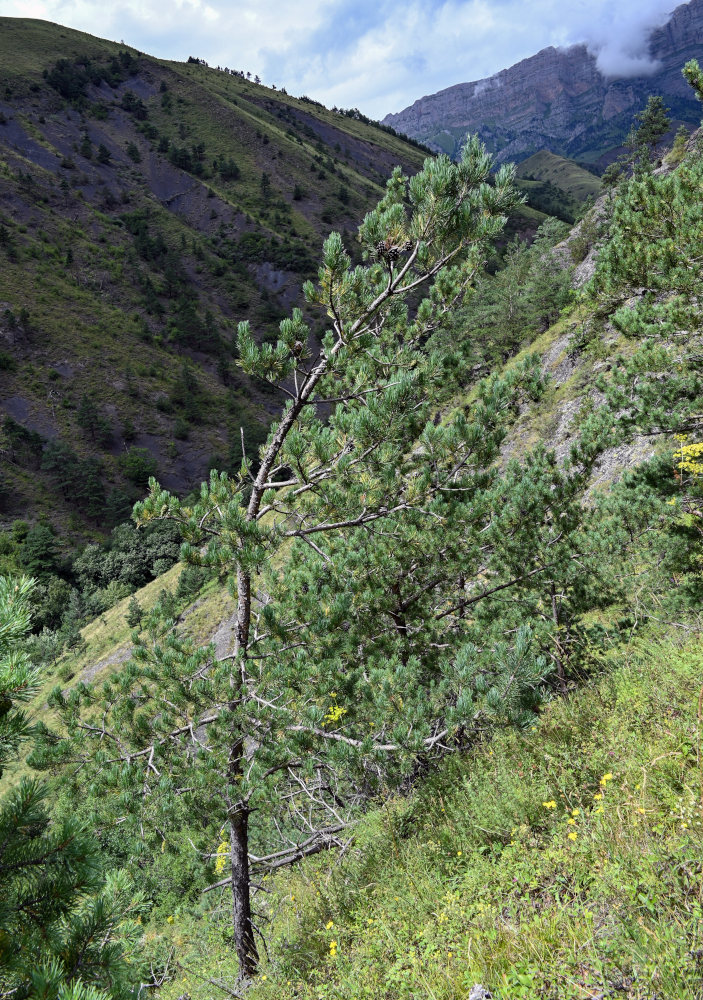 Image of Pinus sylvestris ssp. hamata specimen.