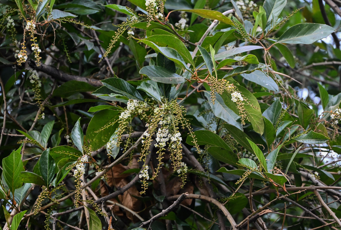 Изображение особи Citharexylum spinosum.