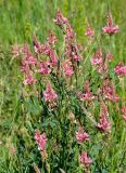 Onobrychis sibirica