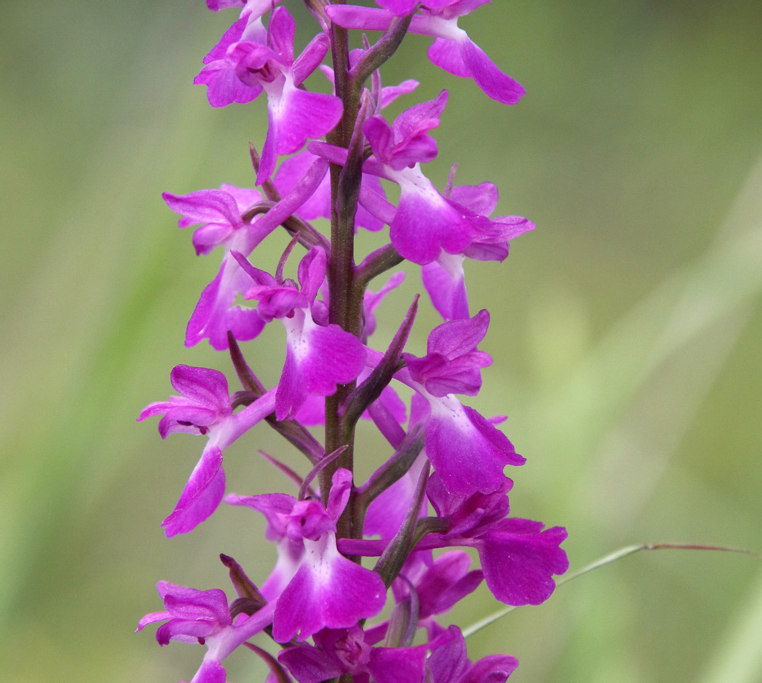 Image of Anacamptis laxiflora ssp. elegans specimen.