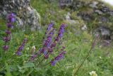 Salvia verticillata. Верхушки цветущих растений. Республика Ингушетия, Джейрахский р-н, окр. альплагеря \"Кязи\", выс. 2000 м н.у.м, луг. 23 июля 2022 г.