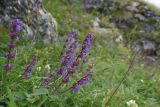 Salvia verticillata