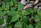 Impatiens parviflora. Верхушка плодоносящего растения. Киргизия, Джалал-Абадская обл., Западный Тянь-Шань, долина р. Афлатун, ≈ 1300 м н.у.м., прибрежный галечник. 11.07.2022.