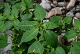 Impatiens parviflora