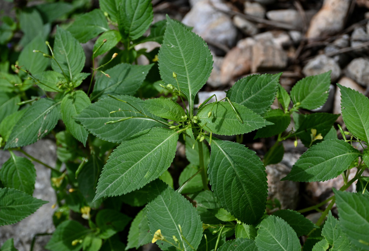 Image of Impatiens parviflora specimen.