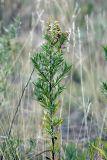 Artemisia dracunculus. Верхушка цветущего растения. Южный Казахстан, Таласский Алатау, подгорная степь, верховья сая Унгур. 13.08.2010.