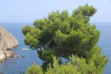 Pinus halepensis. Крона взрослого дерева (самосев). Южный берег Крыма, пгт Симеиз. 22 августа 2019 г.