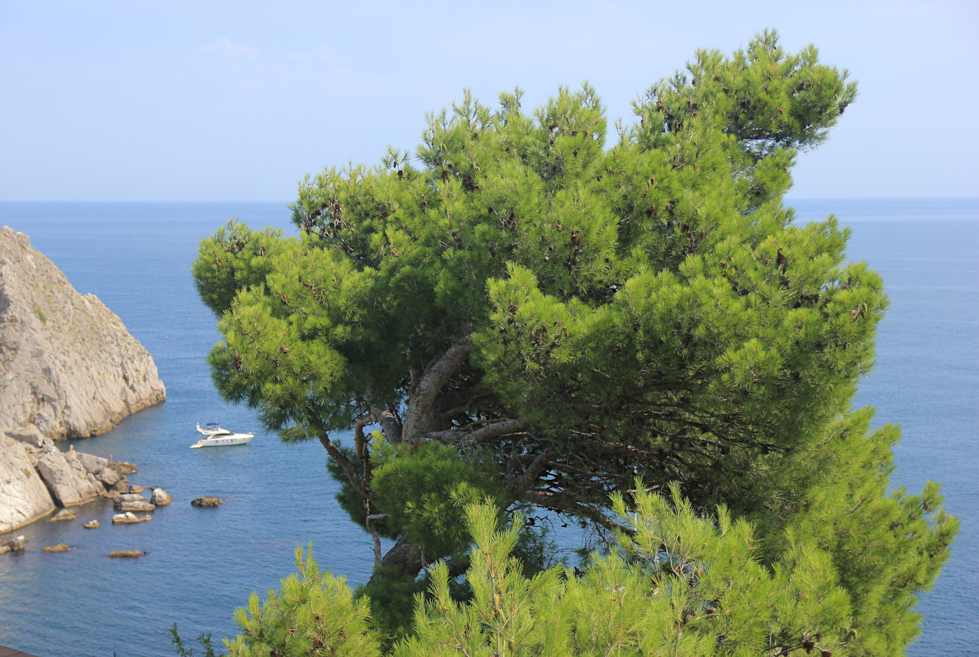 Image of Pinus halepensis specimen.