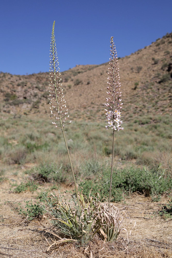 Изображение особи Eremurus olgae.