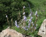 Campanula sarmatica