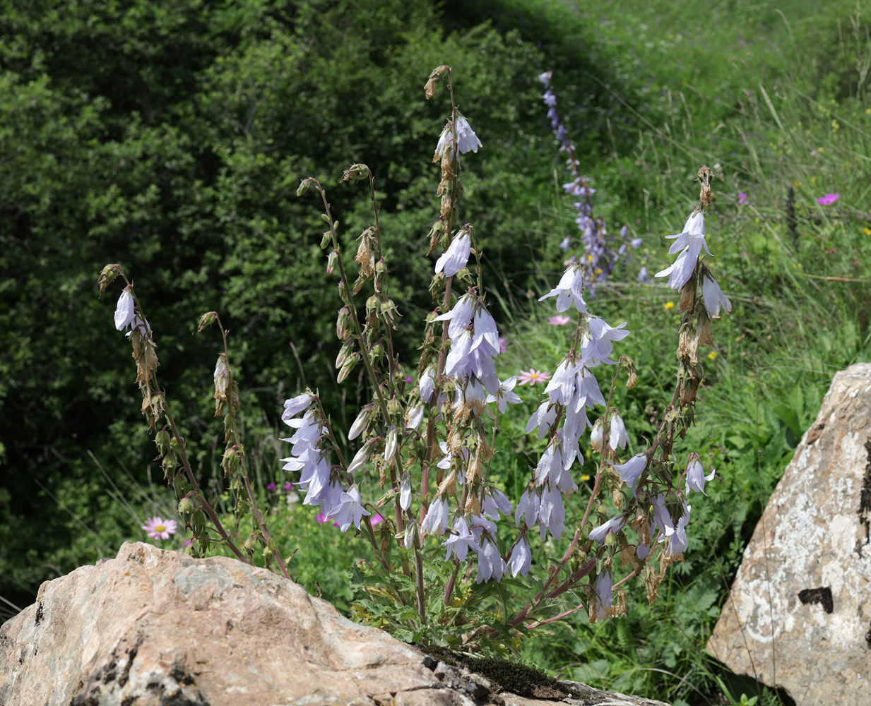 Изображение особи Campanula sarmatica.