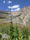 Aconitum talassicum