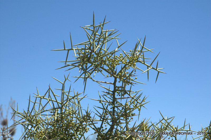 Изображение особи Koeberlinia spinosa.