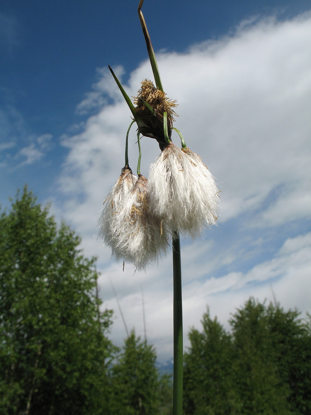 Изображение особи Eriophorum angustifolium.