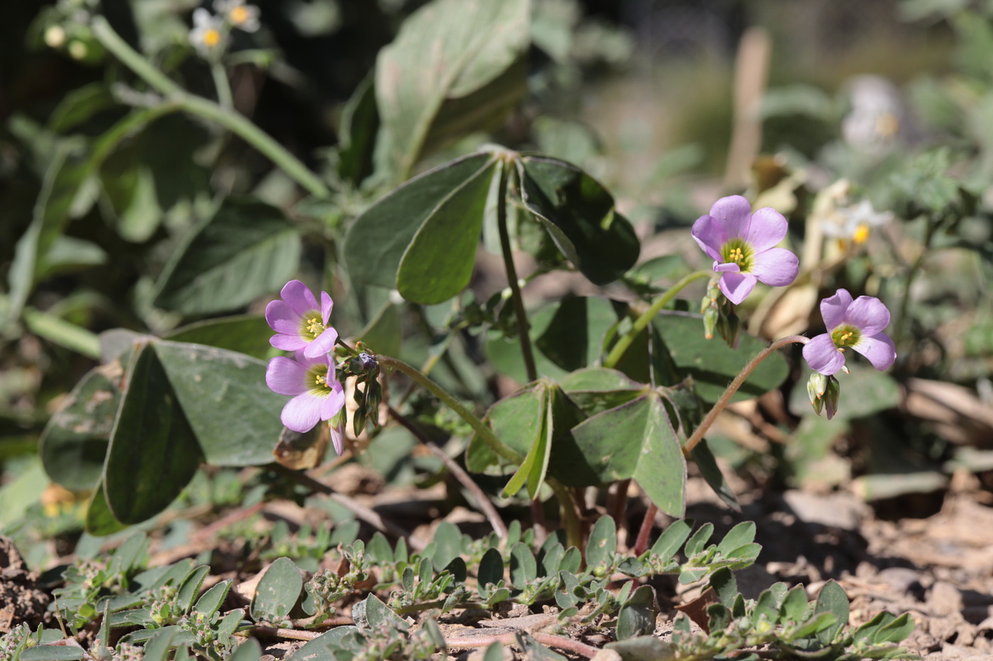 Изображение особи Oxalis latifolia.