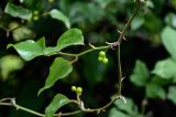 Smilax excelsa