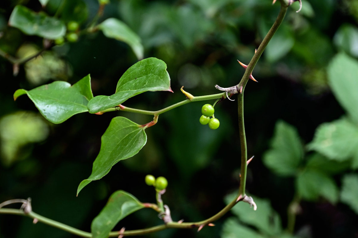 Image of Smilax excelsa specimen.