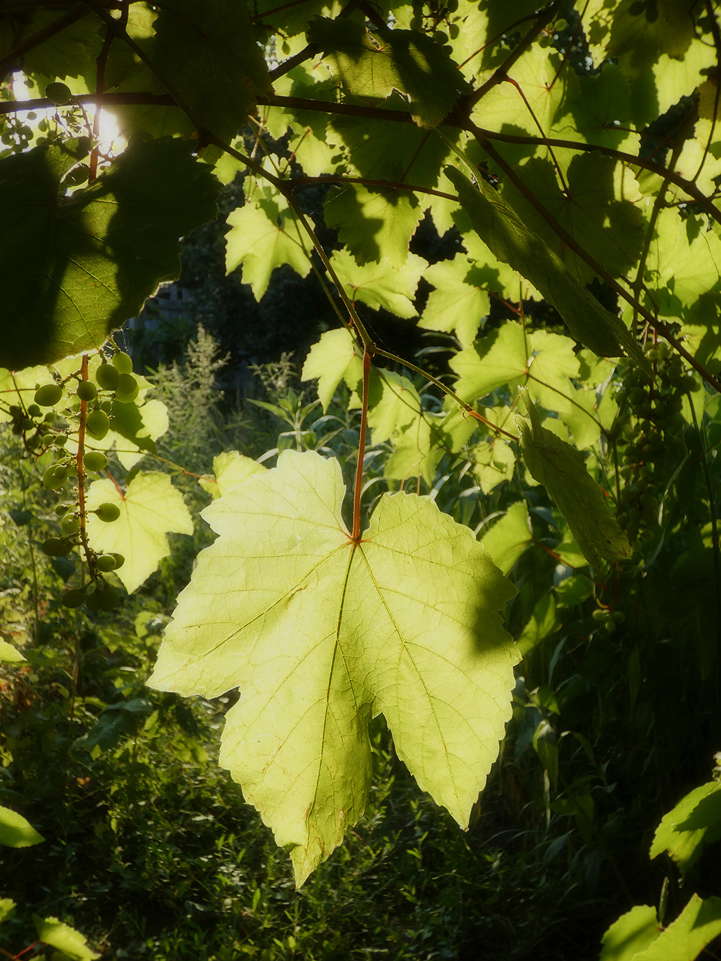 Изображение особи Vitis vinifera.