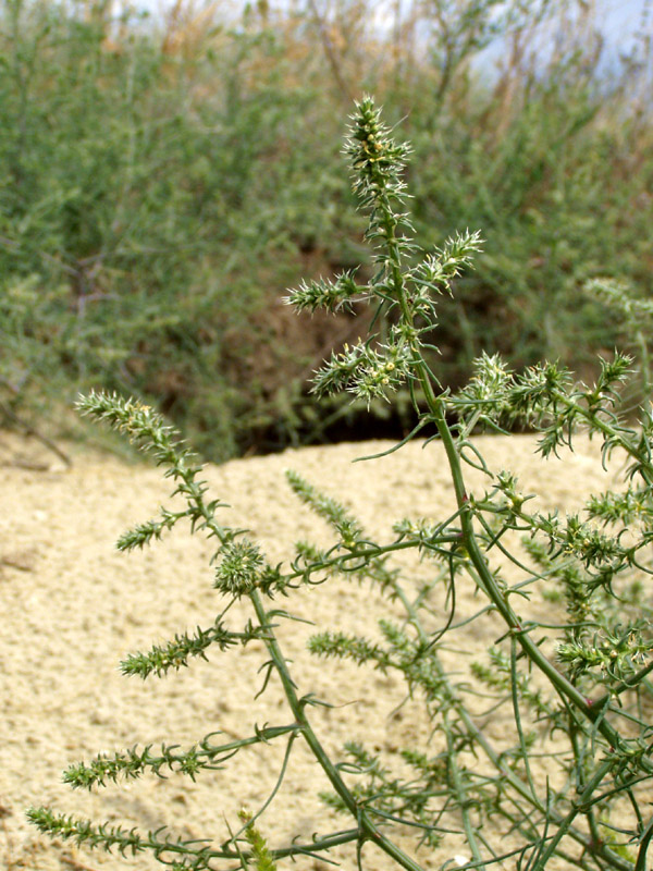 Изображение особи Salsola tragus.