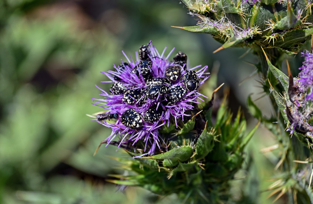 Изображение особи Silybum marianum.