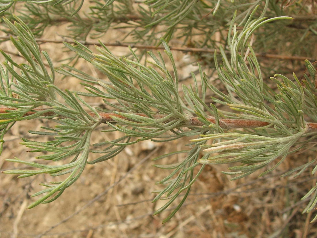 Изображение особи Artemisia marschalliana.