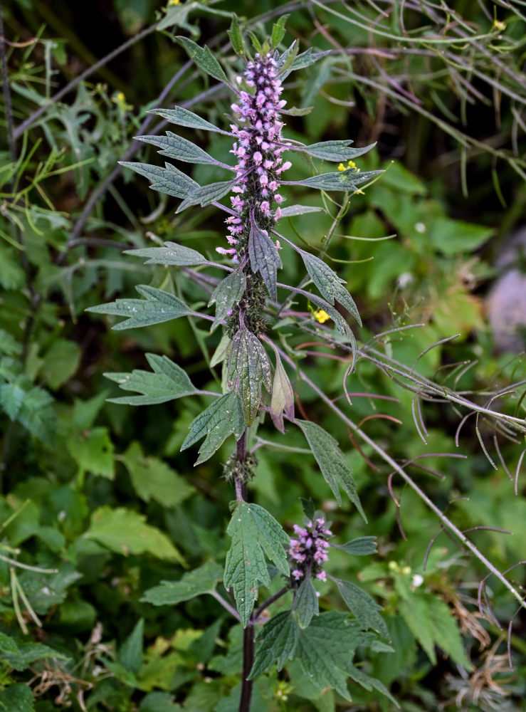 Изображение особи Leonurus quinquelobatus.