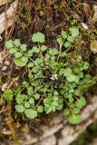 Cardamine hirsuta