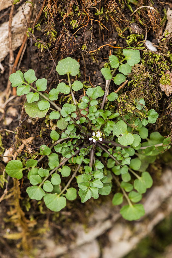 Изображение особи Cardamine hirsuta.