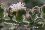 Mesembryanthemum crystallinum. Часть побега с цветком. Израиль, г. Бат-Ям, высокий берег Средиземного моря. 24.05.2023.