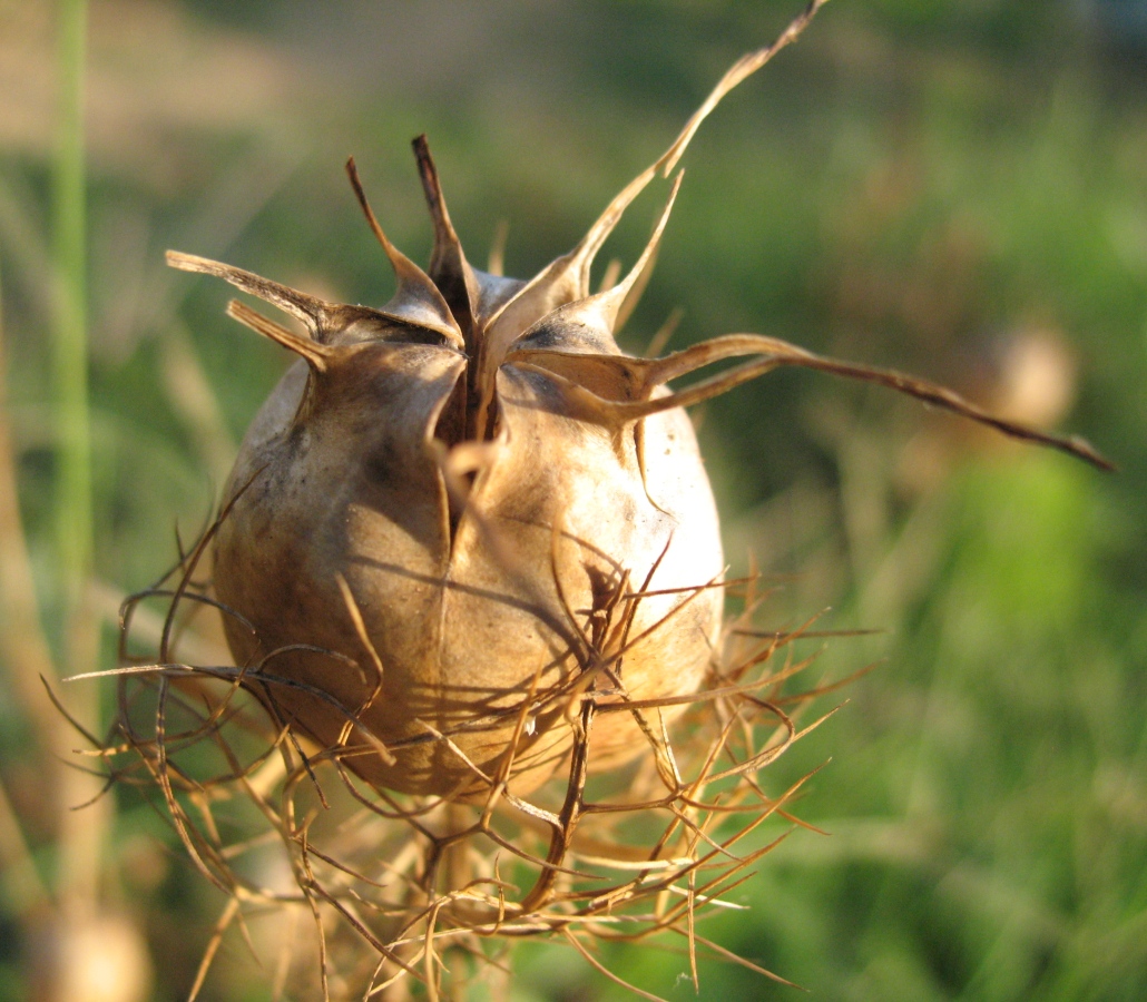 Изображение особи Nigella damascena.