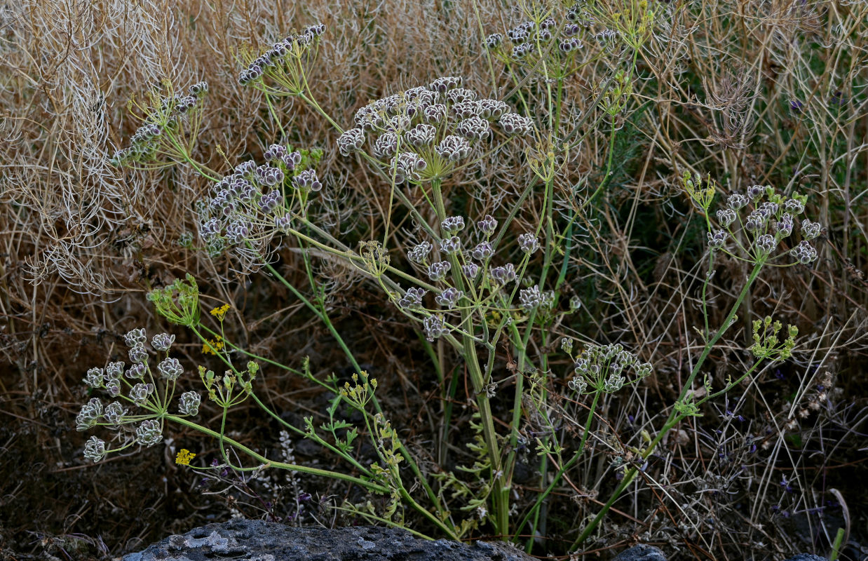 Image of Pastinaca pimpinellifolia specimen.