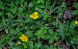 Potentilla reptans. Цветущие растения. Грузия, Имеретия, каньон Окаце, опушка широколиственного леса. 15.06.2023.