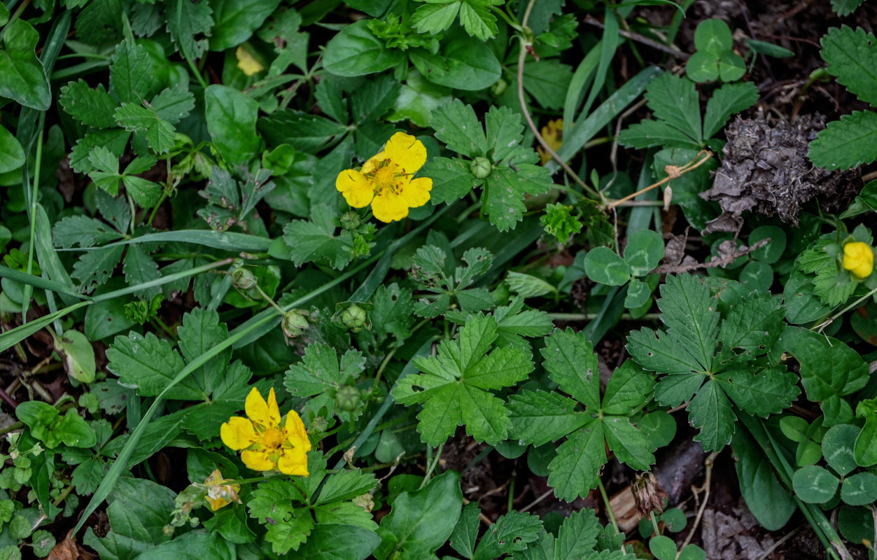 Image of Potentilla reptans specimen.