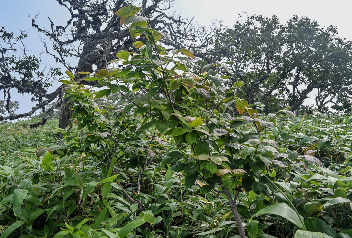 Изображение особи род Euonymus.