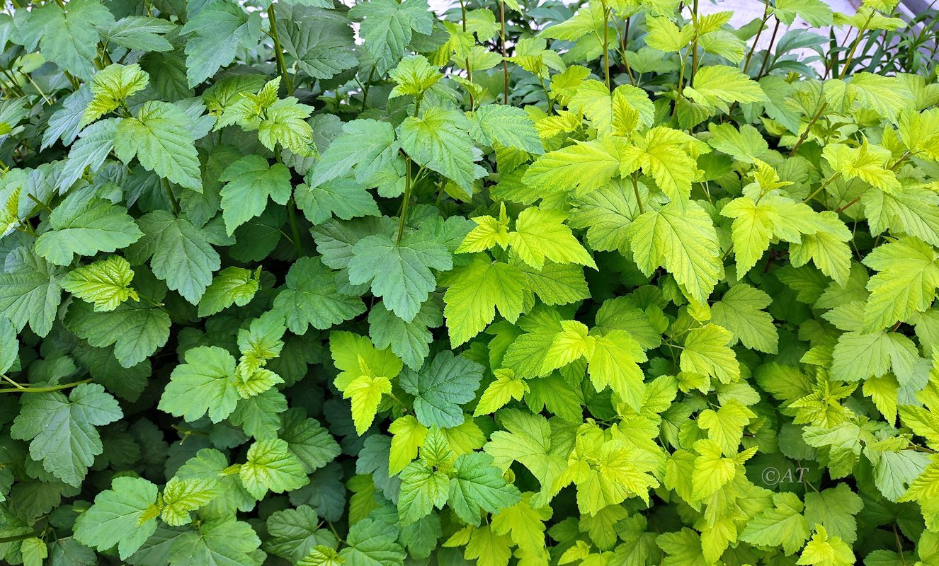 Изображение особи Physocarpus opulifolius.