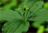 Paris quadrifolia