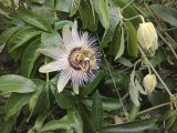 Passiflora caerulea