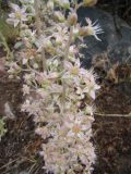 Rosularia paniculata