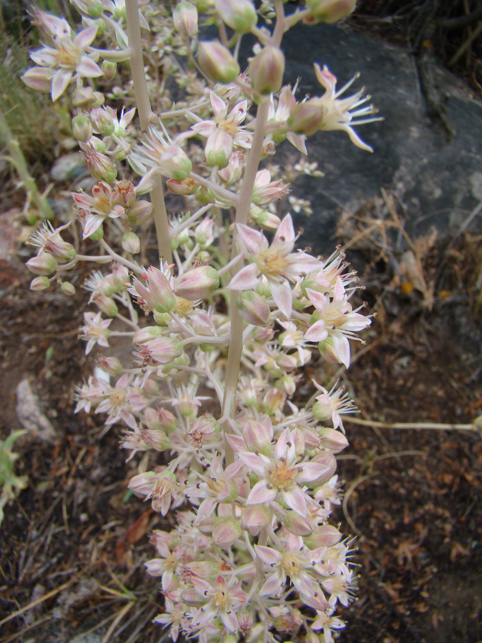 Изображение особи Rosularia paniculata.